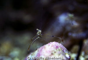 Macro by Abdulla Almehairi 
